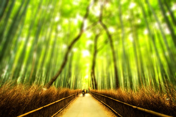 Bamboo Forest (18 megapixel)