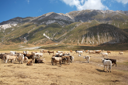 Cattle grazing picture