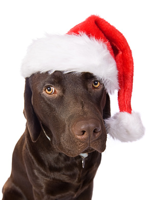 Dog with Santa hat picture